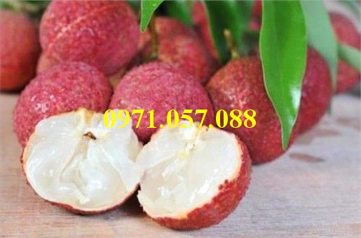 CÂY GIỐNG VẢI KHÔNG HẠT